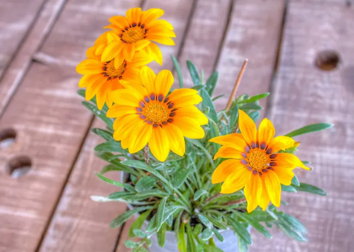 Mahzen By D'azur Hotel Alacati